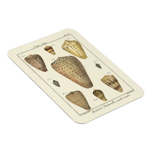 Vintage Cone-Muscheln Magnet (Rechte Seite)