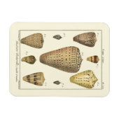 Vintage Cone-Muscheln Magnet (Horizontal)