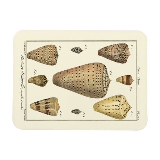 Vintage Cone-Muscheln Magnet (Horizontal)