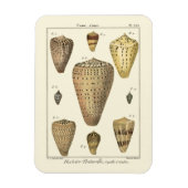 Vintage Cone-Muscheln Magnet (Vertikal)