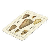 Vintage Cone-Muscheln Magnet (Linke Seite)