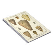 Vintage Cone-Muscheln Notizblock (Rechte Seite)
