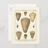 Vintage Cone-Muscheln Postkarte (Vorne/Hinten)