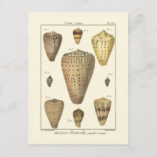 Vintage Cone-Muscheln Postkarte