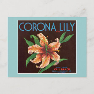Vintage Corona Lily Fruchtlabel Postkarte