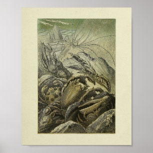 Vintage Crabs Illustration Farbkunst Poster