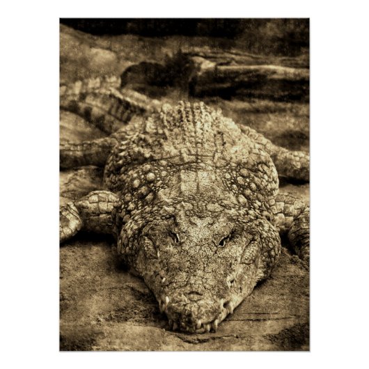 Vintage Crocodile Poster (Vorderseite)