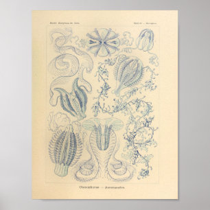 Vintage Ctenophorae Farbe Ernst Haeckel Druck Poster