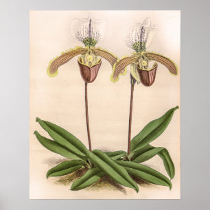 Vintage Cypripedium Orchideenblüte floral Poster