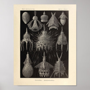 Vintage Cyrtoidea Color Ernst Haeckel Print Poster