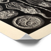 Vintage Cystoidea Ernst Haeckel Art Print Poster (Ecke)