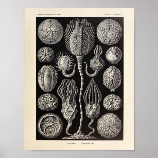 Vintage Cystoidea Ernst Haeckel Art Print Poster (Vorne)