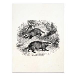 Vintage-Dachs-Illustration aus dem 19. Jahrhundert Fotodruck