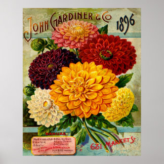 Vintage Dahlia-Blume Poster