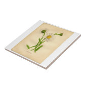 Vintage Daisy Botanicals Illustrationen Fliese (Seite)