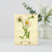 Vintage Daisy Botanische Illustration Postkarte (Stehend Vorderseite)