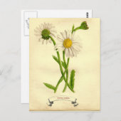 Vintage Daisy Botanische Illustration Postkarte (Vorne/Hinten)