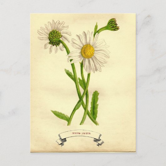 Vintage Daisy Botanische Illustration Postkarte (Vorderseite)
