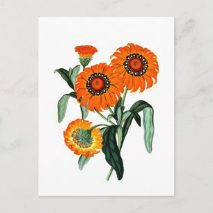 Vintage Daisy - Gazania Splendens Postkarte