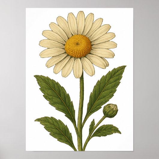 Vintage-Daisy-Plakat Poster (Vorne)