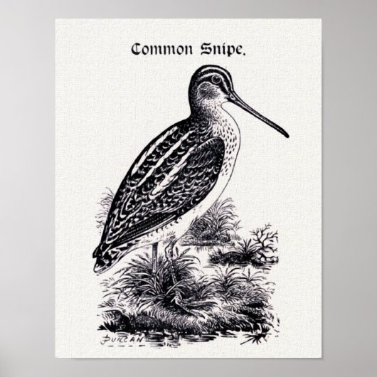 Vintage Darstellung "Common Snipe" Poster (Vorne)