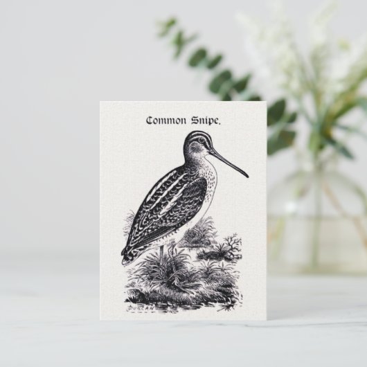 Vintage Darstellung "Common Snipe" Postkarte (Stehend Vorderseite)