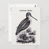 Vintage Darstellung "Common Snipe" Postkarte (Vorne/Hinten)