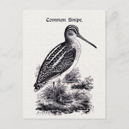 Vintage Darstellung "Common Snipe" Postkarte