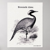 Vintage Darstellung "Demoiselle Crane" Poster (Vorne)