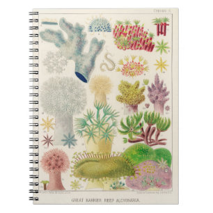 Vintage Darstellung der australischen Meeresbiolog Notizblock