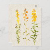 Vintage Darstellung der botanischen Blume Postkarte (Vorne/Hinten)