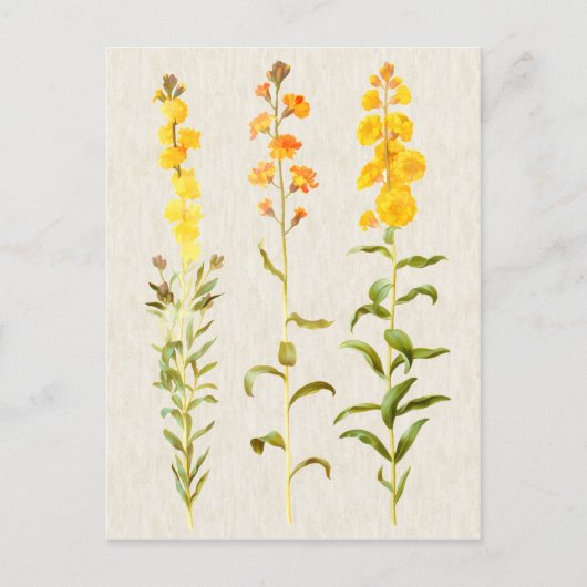 Vintage Darstellung der botanischen Blume Postkarte (Vorderseite)