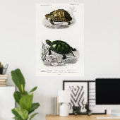 Vintage Darstellung der Schildkröten/Schildkröten Poster (Heimbüro)