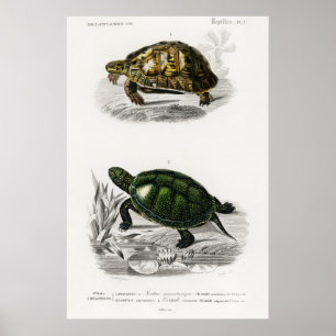 Vintage Darstellung der Schildkröten/Schildkröten Poster