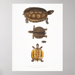 Vintage Darstellung der Schildkröten/Schildkröten Poster