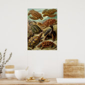Vintage Darstellung der Tortoise Poster (Küche)