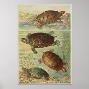 Vintage Darstellung der Tortoise Poster