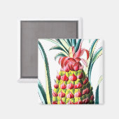 Vintage Darstellung der tropischen Früchte von Ana Magnet (Vorderseite/Rückseite)