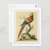 Vintage Darstellung der Vogelscheuche-Papageienvög Postkarte (Vorne/Hinten)
