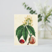 Vintage Darstellung des botanischen Buck Eye Tree Postkarte (Stehend Vorderseite)