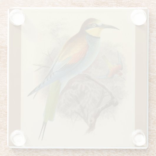 Vintage Darstellung des europäischen Bienenfresser Glasuntersetzer (Rückseite)