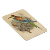 Vintage Darstellung des europäischen Bienenfresser Magnet (Rechte Seite)