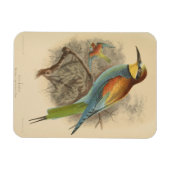 Vintage Darstellung des europäischen Bienenfresser Magnet (Horizontal)