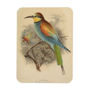 Vintage Darstellung des europäischen Bienenfresser Magnet