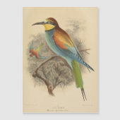 Vintage Darstellung des europäischen Bienenfresser Magnetkarte (Vorderseite)