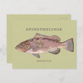 Vintage Darstellung des Grouper Fish Postkarte (Vorne/Hinten)