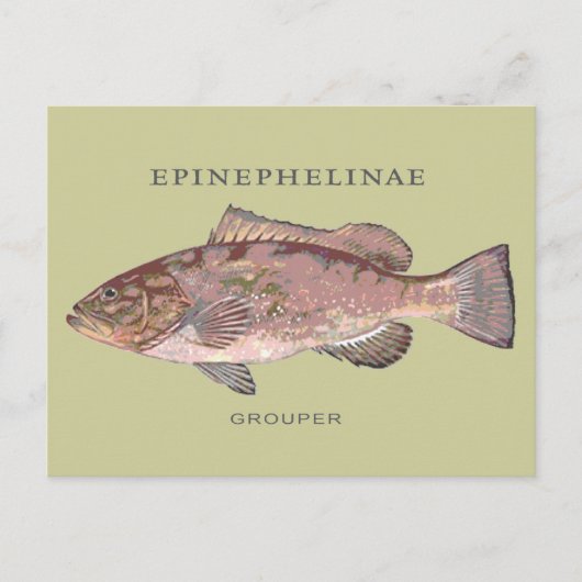 Vintage Darstellung des Grouper Fish Postkarte (Vorderseite)
