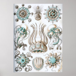 Vintage Darstellung des Meereslebens Poster