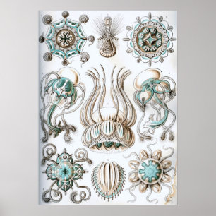 Vintage Darstellung des Meereslebens Poster