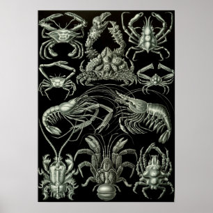 Vintage Darstellung des Meereslebens Poster